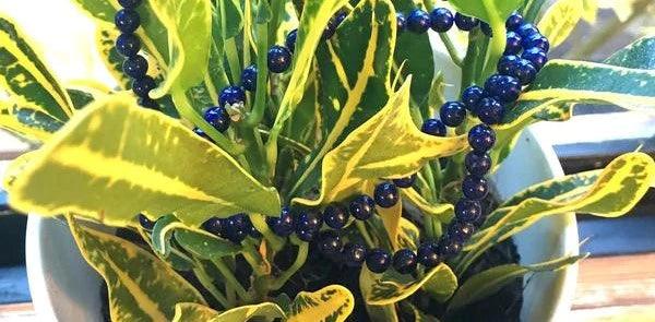 Gemstone Cleansing – Your Questions Answered – PART 2: Plant Rejuvenation - Gemisphere